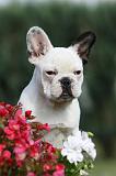 BOULEDOGUE FRANCAIS 659